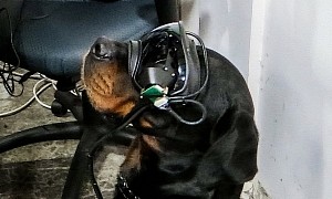 Remote Controlled Dogs with AR Goggles Are the Army’s Next Unexpected Weapon