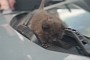 Rescued Kitten Is Probably the Most Adorable Lamborghini Aventador SVJ Fan Ever