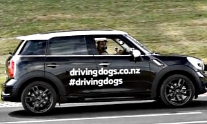 Rescued New Zealand Dog Drives a MINI