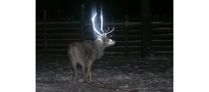 Riding in Finland is Safer, Deers Have Fluorescent Antlers