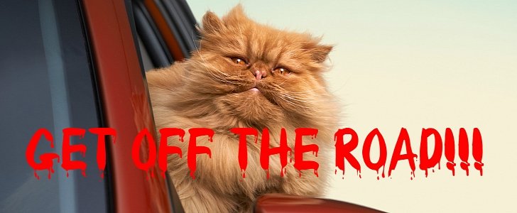 Road Raging Cat