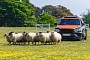 Rounding Sheep in a Bentley Bentayga S Is Posh Sheepherding Done Right in 2023