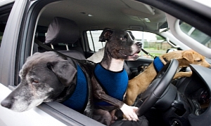 RSPCA Teams Up with Volkswagen to Bring Forth Driving Rescue Dogs