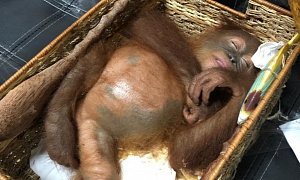 Russian Man Busted at Bali Airport With Drugged Orangutan in Luggage