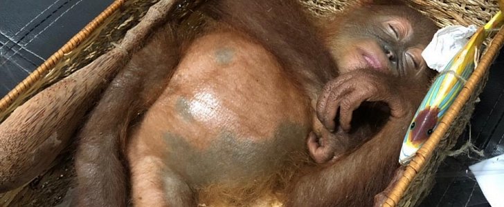 Baby orangutan drugged and crammed into a basket by Russian smuggler