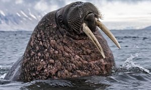 Russian Navy Boat Meets Female Walrus, Sinks in the Arctic Ocean