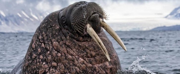 Walrus attacks and sinks Russian Navy boat in the Arctic Ocean