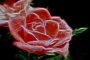 Scientists Build Electronic Circuits Inside a Rose and This Could Help with Future Fuel Cells