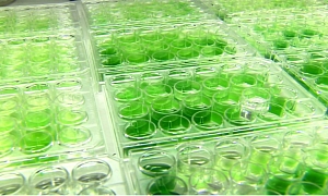 Scientists Can Now Turn Algae into Crude Oil in One Minute!