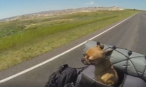 Scooter the Dog Rides the US Coast-to-Coast Eight Times, Raises Funds