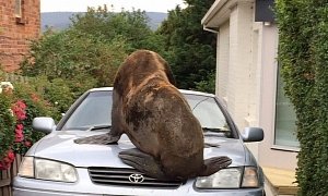 Seal Visits Australian Suburb, Climbs On Cars For Fun
