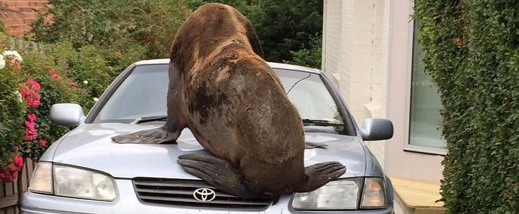 Seal climbs on top of Toyota Camry
