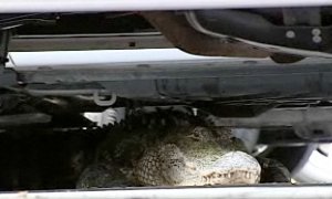 See You Later, Alligator! At Sun Toyota’s...