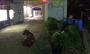 Cows Placed in Police Custody for Loitering at Indiana Car Wash