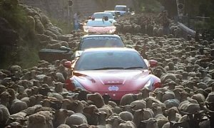 Sheep Traffic Jam Traps Ferrari, Lamborghini, Porsche, Other Supercars in France