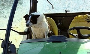 Sheepdog Causes Highway Unrest after He “Drives” a Tractor in the Middle of the Road