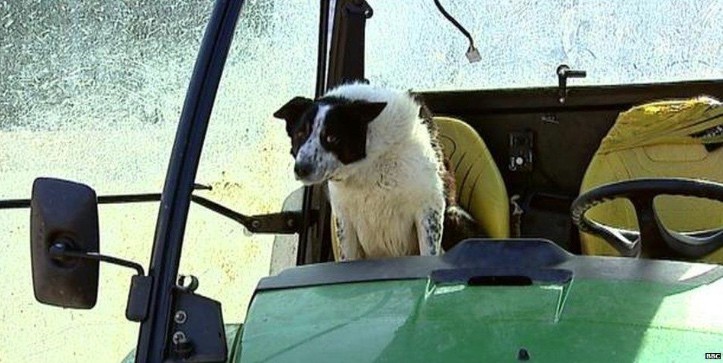Don the sheepdog obviously felt sorry for the accident