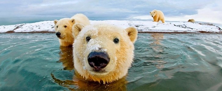 Family of Polar bears