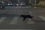 Smart Russian Dogs Use Pedestrian Crossings
