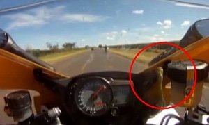 Snake Enjoys 260 km/h Suzuki Ride