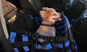 Someone Has Created a Car Safety System for Dogs with Built-In Crumple Zones