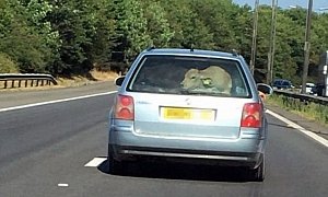 South Wales Police Looking for Driver Who Crammed a Cow into His VW Passat