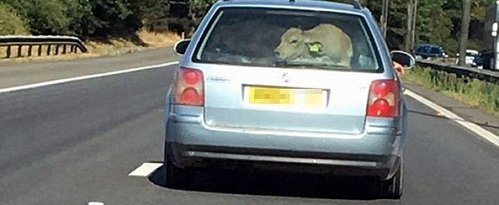 Driver transports a live cow in a VW Passat in South Wales