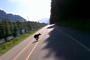 Speeding Biker Hits Bear Cub, Crashes Really Bad