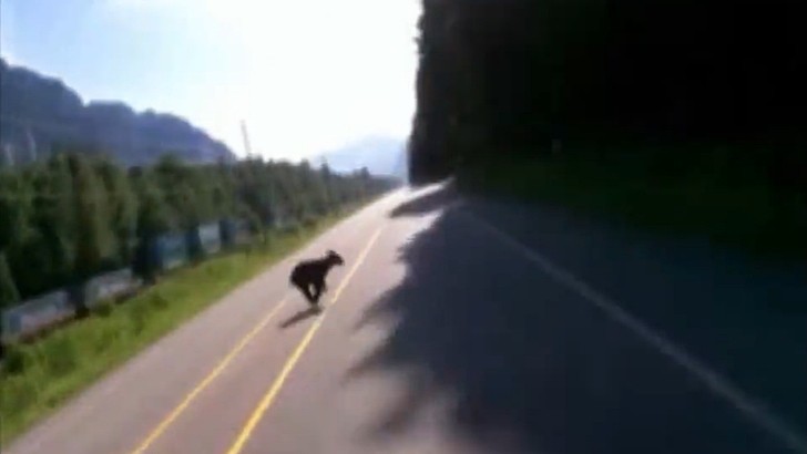 Speeding Biker Hits Bear Cub