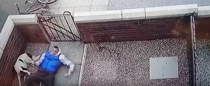 Cyclist faceplants after flipping over wall, as dog watches unfazed
