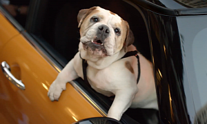 Spike the Bulldog Checks Out the new MINI in its First Commercial