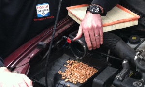 Squirrel Deposits Hundreds of Nuts in a Vauxhall Astra, Nearly Ruins It