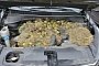 Squirrels Store Over 200 Walnuts, Grass Under the Hood of Woman’s Kia