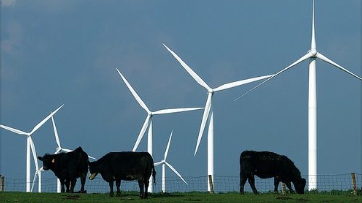 Cows and Wind Power - Get it?