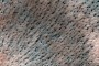 Strange Features on Mars Look Like a Forest of Distant Trees