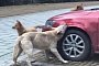 Stray Dogs Destroy a Car in China: Jetta Gets Bitten into Submission