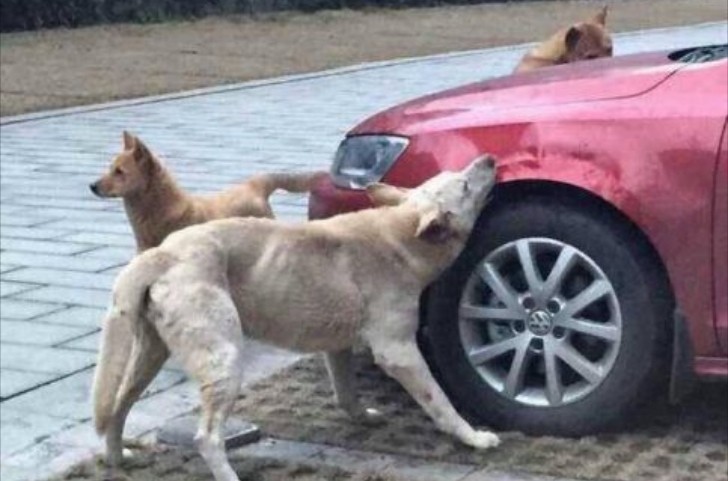 Stray Dogs Destroy a VW Jetta in China, Bite Front Fenders with Teeth