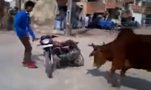 Stunt Rider Attacked by Cows