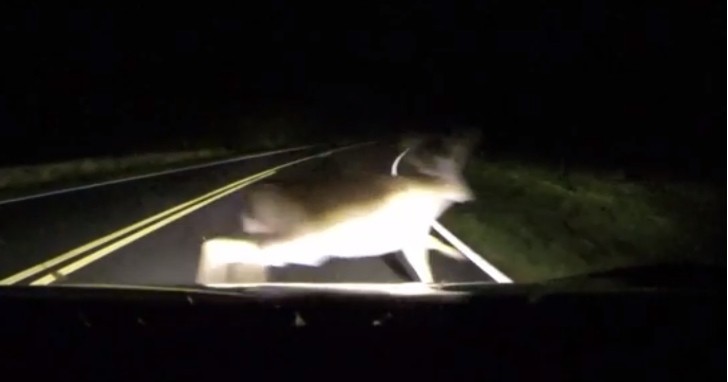 Deer in the headlights