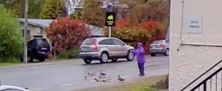 Woman herds family of ducks across NZ road before they're run over by heartless driver