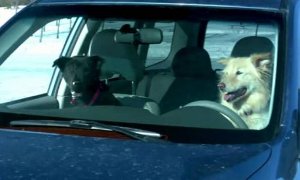 Subaru Supports Puppy Bowl, Announces Game Day Dog Walk Event