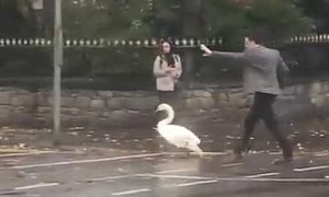 Supervet to The Rescue: Noel Fitzpatrick Saves Swan From Dublin Traffic