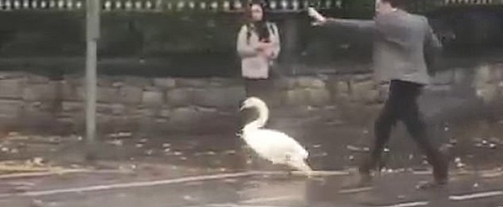 Supervet Noel Fitzpatrick stops traffic to rescue swan in Dublin