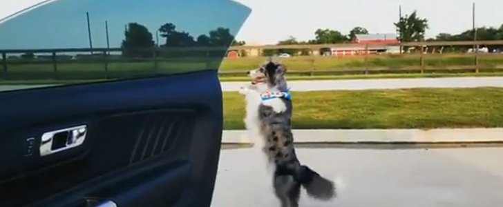 Supra the dog does the #InMyFeelings car challenge right