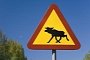 Swedish Dash Cam Video Shows Terrifying Moose / Elk Crash