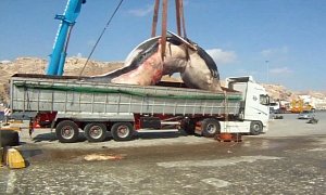 Take This Renault! Older Volvo Truck Transports 35-ton Dead Whale