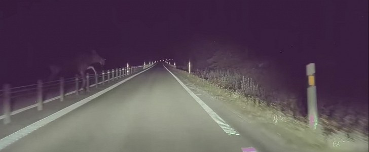 Tesla Model 3 faces moose on road in Sweden