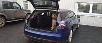 Tesla Model S Shooting Brake Is The Perfect EV For Dog Owners