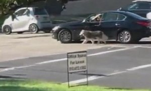 Texas Driver Walks His Dog While He’s Driving