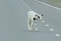 The Bruce Willis of Bovines: Cow Evades Moving Trailer on Highway